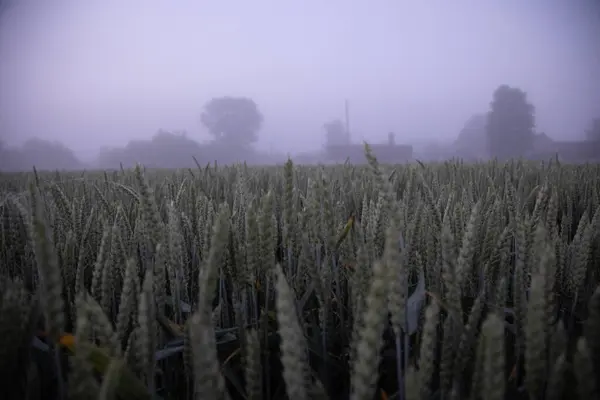 Мистическая Безмятежность Затуманенное Пшеничное Поле Летом Утром Северной Европе — стоковое фото