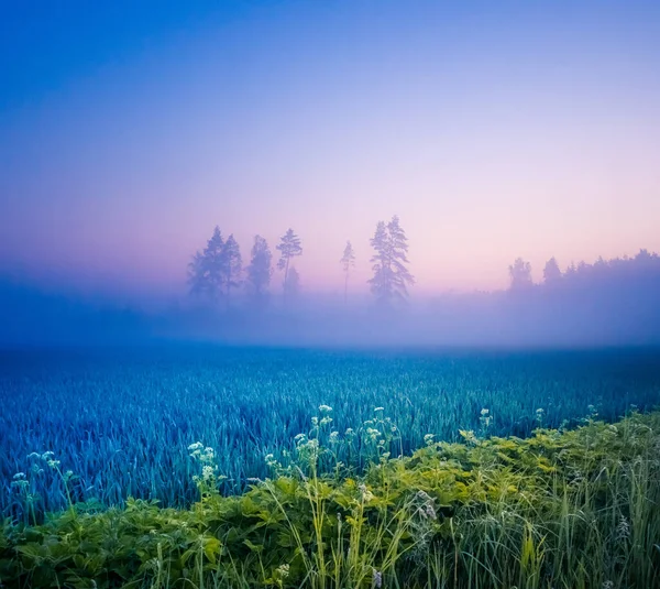 Mystical Serenity Fog Enveloped Wheat Field Summer Morning Northern Europe — 스톡 사진