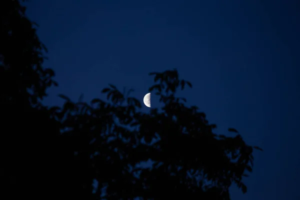 Місячна Серенада Містичний Місяць Освітлює Раннє Небо Північній Європі — стокове фото