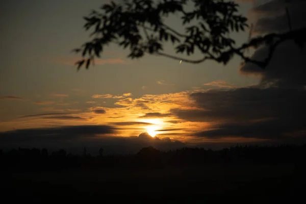 Summers Golden Elixir Magical Sunrise Peeking Tree Branches Northern Europe — 스톡 사진