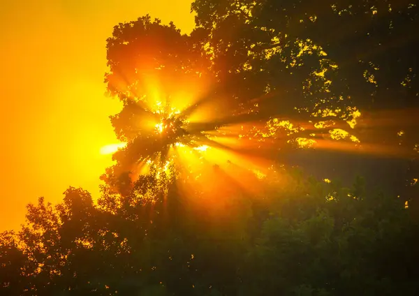 stock image Summer's Golden Elixir: Majestic Sunrise Peeking Through Tree Branches in Northern Europe