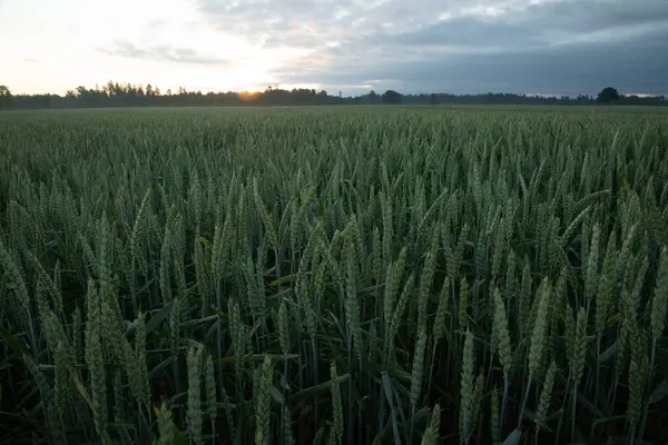 Поля Золотого Величний Схід Над Літньою Пшеницею Північній Європі — стокове фото