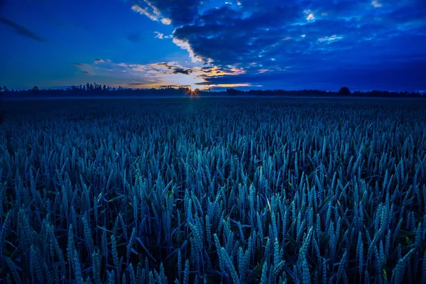 Поля Золотого Величний Схід Над Літньою Пшеницею Північній Європі — стокове фото