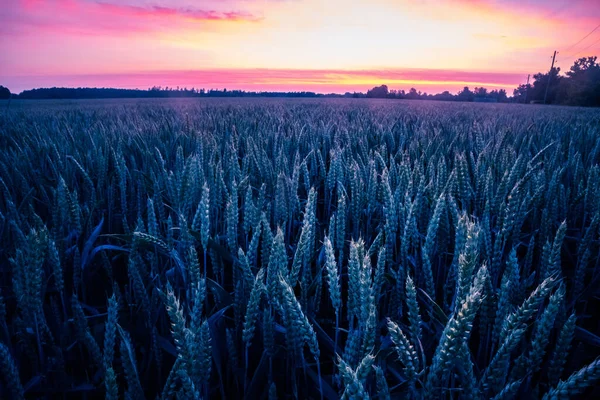 黄金地段 北欧夏小麦壮丽的日出 — 图库照片