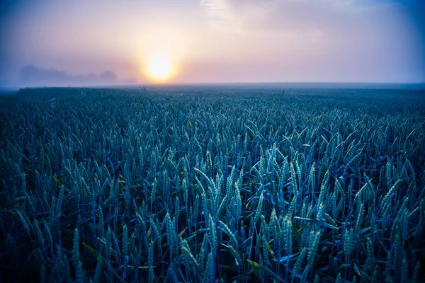 Misty Gold Serene Summer Morning Foggy Wheat Field Northern Europe — 스톡 사진