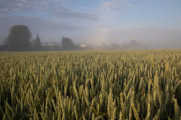 Туманное Золото Спокойное Летнее Утро Туманном Пшеничном Поле Северной Европе — стоковое фото