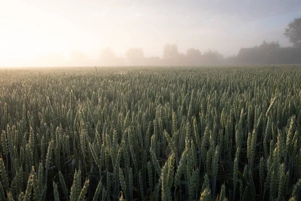 Misty Gold Serene Summer Morning Foggy Wheat Field Northern Europe — 스톡 사진
