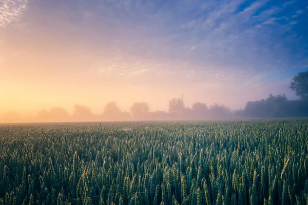 Misty Gold Lugn Sommarmorgon Foggy Wheat Field Norra Europa — Stockfoto