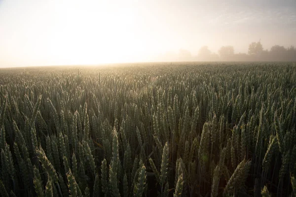 Nebliges Gold Heiterer Sommermorgen Nebligen Weizenfeld Nordeuropa — Stockfoto