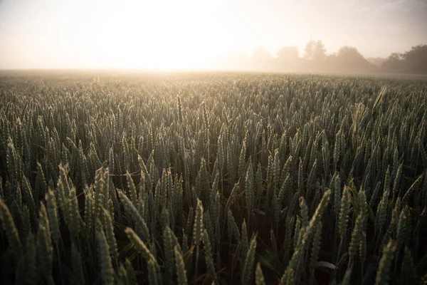 Помилкове Золото Літній Ранок Туманному Пшеничному Полі Північній Європі — стокове фото