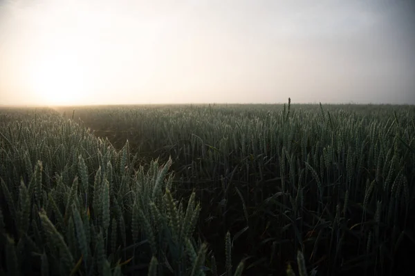 Mystiska Vägar Morgonpromenad Genom Foggy Wheat Field Norra Europa — Stockfoto