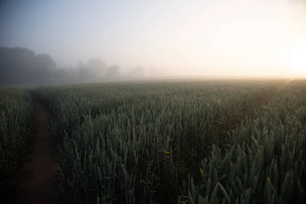 Мистические Пути Утренняя Прогулка Туманному Пшеничному Полю Северной Европе — стоковое фото