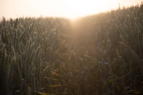 Mystische Pfade Morgenspaziergang Durch Das Neblige Weizenfeld Nordeuropa — Stockfoto
