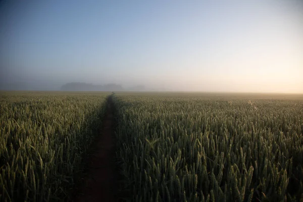 Містичні Шляхи Ранок Крізь Туманне Пшеничне Поле Північній Європі — стокове фото