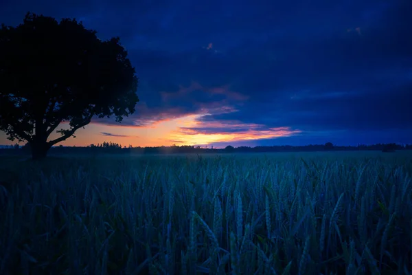 季節のハーモニー 北ヨーロッパの夏の黄金の麦畑の中で壮大なオークの上昇 — ストック写真