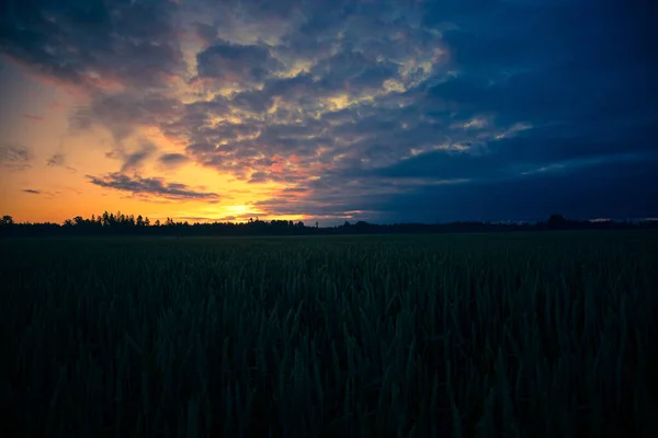 Golden Horizons Majestuoso Amanecer Verano Sobre Campo Trigo Norte Europa — Foto de Stock