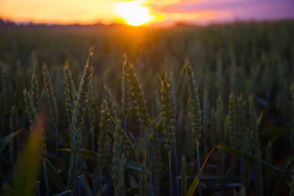 Golden Horizons Majestic Summer Sunrise Countryside Wheat Field Northern Europe — Stock Photo, Image