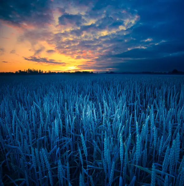 Золоті Горизонти Величний Літній Схід Над Сільським Пшеничним Полем Північній — стокове фото