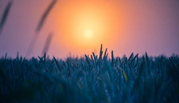 Golden Horizons Majestic Summer Sunrise Campo Trigo Norte Europa — Fotografia de Stock