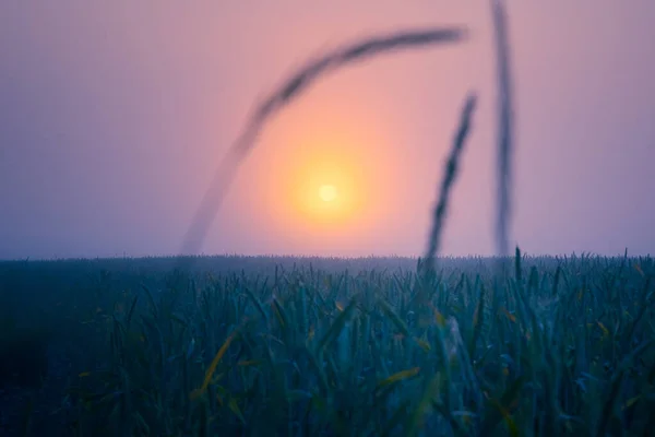 지평선 북유럽의 밀밭을 뒤덮은 해돋이 — 스톡 사진