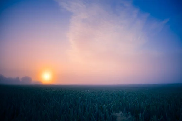 stock image Golden Horizons: Majestic Summer Sunrise over Countryside Wheat Field in Northern Europe