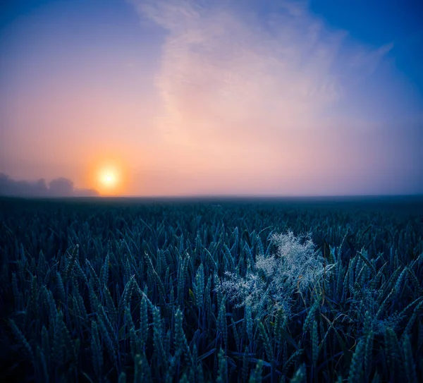 지평선 북유럽의 밀밭을 뒤덮은 해돋이 — 스톡 사진