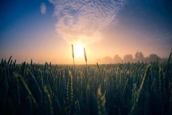 Goldene Horizonte Majestätischer Sommersonnenaufgang Über Dem Ländlichen Weizenfeld Nordeuropa — Stockfoto