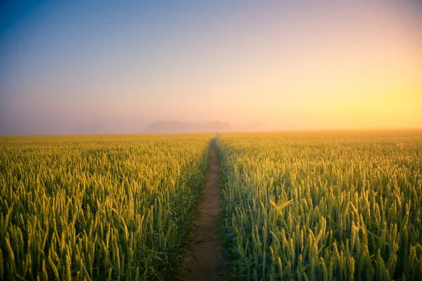 Золоті Горизонти Величний Літній Схід Над Сільським Пшеничним Полем Північній — стокове фото