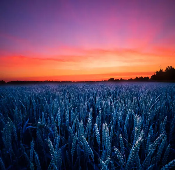 Goldene Horizonte Majestätischer Sommersonnenaufgang Über Dem Ländlichen Weizenfeld Nordeuropa — Stockfoto
