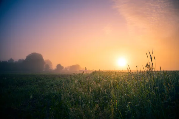 Herrlichkeit Morgen Majestätische Sommerfelder Sonnenaufgangslicht Getaucht Nordeuropa — Stockfoto