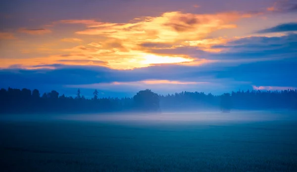 Goldener Sonnenaufgang Heiteres Weizenfeld Auf Dem Land Nordeuropa — Stockfoto