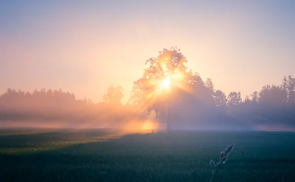 Golden Sunrise Serene Wheat Field Countryside Northern Europe — Stock Photo, Image