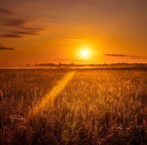 Goldene Euphorie Majestätische Sommerwiese Erstrahlt Sonnenaufgangsglanz Nordeuropa — Stockfoto