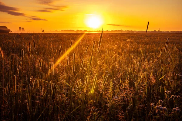 Golden Euphoria Majestic Summer Meadow Awash Sunrise Glory Norte Europa — Fotografia de Stock