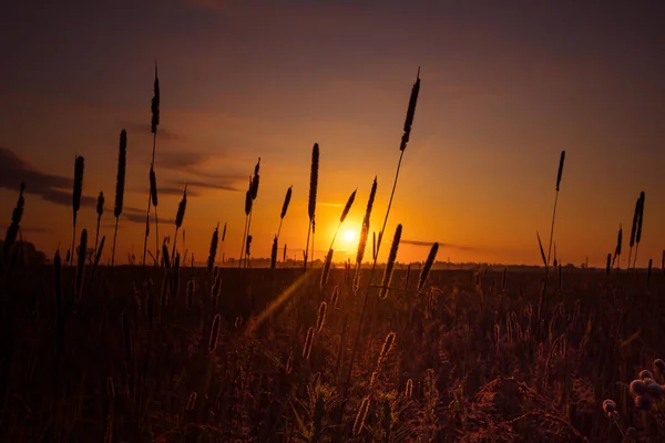 Golden Euphoria Majestic Summer Meadow Awash Sunrise Glory Norte Europa — Fotografia de Stock