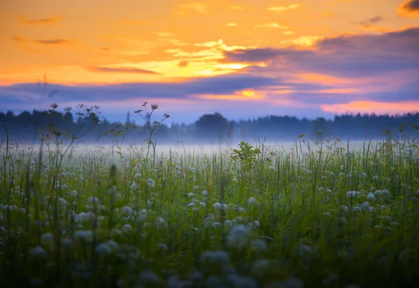 Sommersymphonie Blühende Wiesenserenade Morgenlicht Nordeuropa — Stockfoto