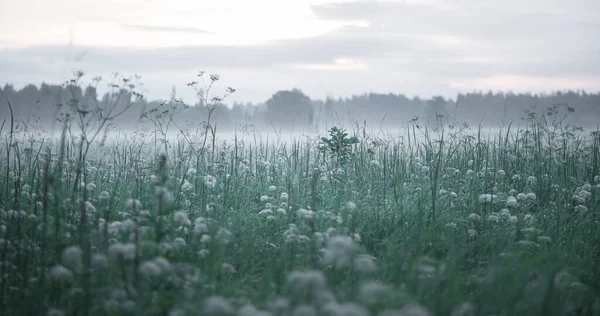 Летняя Симфония Басовая Серенада Meadow Утреннем Свете Северной Европе — стоковое фото