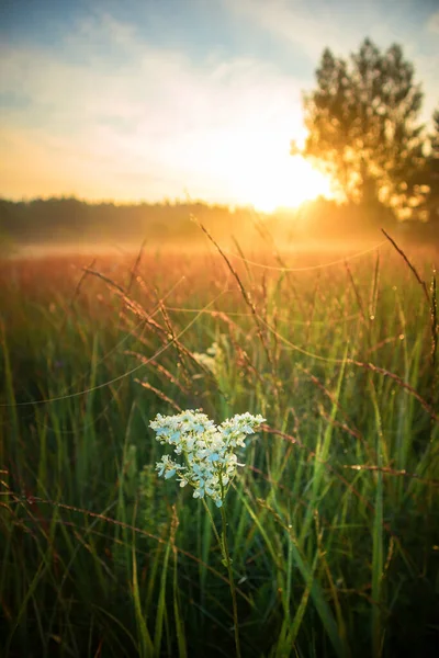 Sommersymphonie Blühende Wiesenserenade Morgenlicht Nordeuropa — Stockfoto