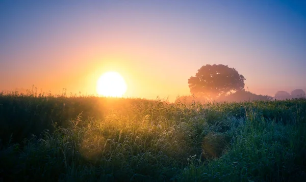 Misty Serenity Encantadora Manhã Verão Prado Nebuloso Norte Europa — Fotografia de Stock
