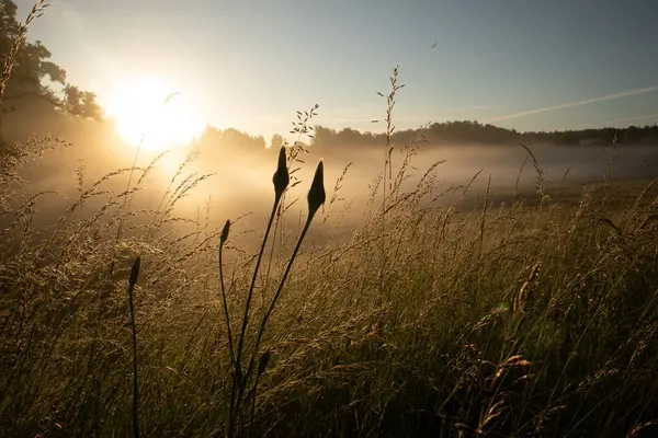 Misty Serenity Enchanting Summer Morning Foggy Meado Northern Europe — 스톡 사진