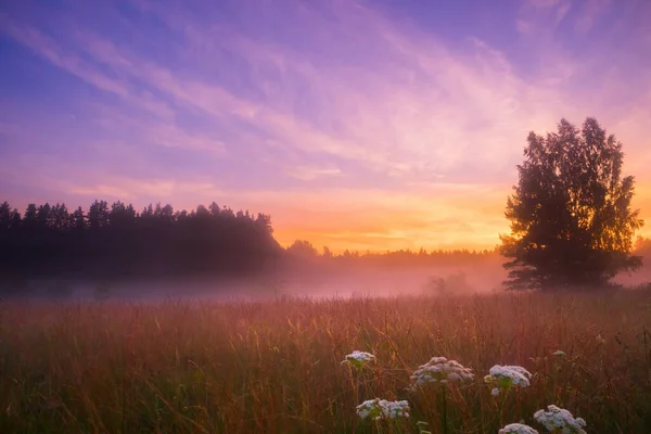Misty Serenity Enchanting Summer Morning Foggy Meado Northern Europe — 스톡 사진