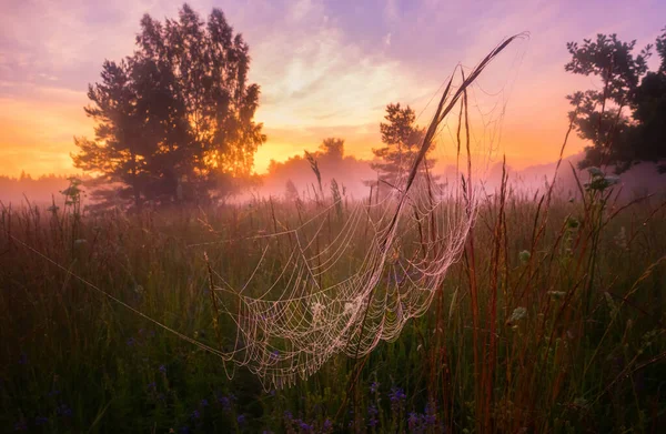 Nebelige Gelassenheit Zauberhafter Sommermorgen Auf Der Nebligen Wiese Nordeuropa — Stockfoto