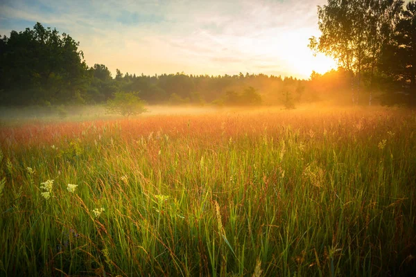 Nebelige Gelassenheit Zauberhafter Sommermorgen Auf Der Nebligen Wiese Nordeuropa — Stockfoto