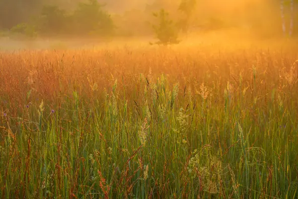 Misty Serenity Encantadora Mañana Verano Prado Niebla Norte Europa —  Fotos de Stock