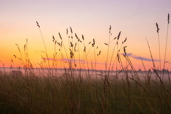 Misty Serenity Encantadora Manhã Verão Prado Nebuloso Norte Europa — Fotografia de Stock