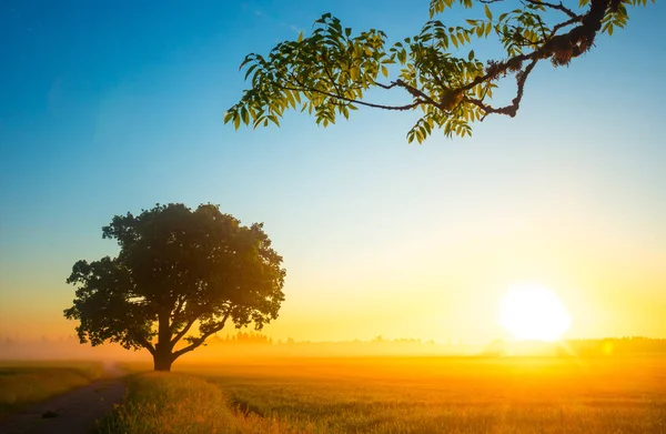 Goldener Sonnenaufgang Heiteres Weizenfeld Auf Dem Land Nordeuropa lizenzfreie Stockbilder