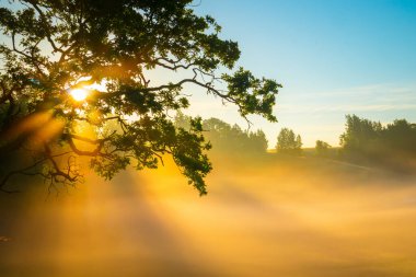 Ebedi Güç: Görkemli Meşe Ağacı Kuzey Avrupa 'da Yaz Gündoğumu Işığında Yıkandı