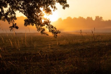 Siluet Serenadı: Majestic Rowan Tree Kuzey Avrupa 'da Yaz Gündoğumu Işığında Güneşleniyor