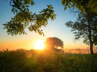 Ethereal Dawn: Güneşli Ağaç Dalları Kuzey Işığında Yaz Sabahını Kucaklıyor