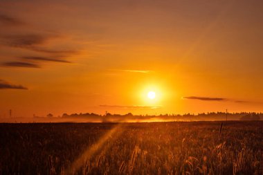 Altın Dinginlik: Görkemli Kırsal Yaz Peyzajı Kuzey Avrupa 'da Gündoğumunda Uyanıyor